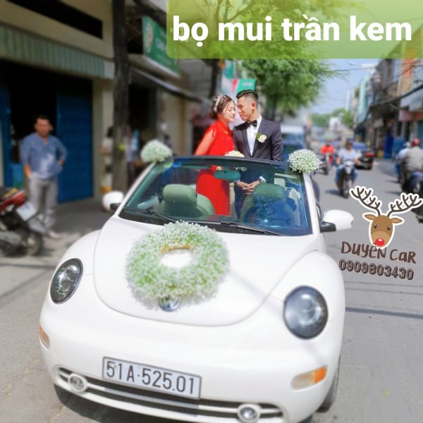 Bọ Mui Trần Kem Xe Hoa